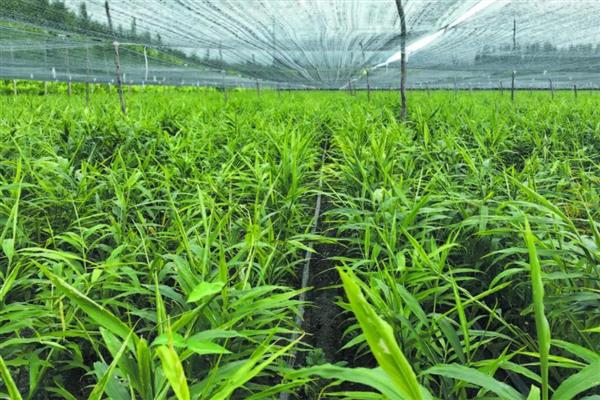 生姜的种植技术，选择无病虫的健康姜块作种