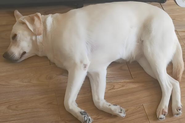 狗狗不吃东西但其他都正常的原因，可能是挑食所致