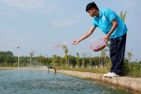 毛蟹吃哪些东西能养活，吃水草、螺丝、鱼虾等