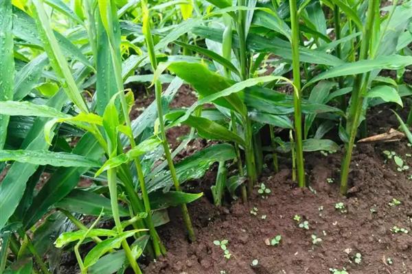 生姜的种植技术，选择无病虫的健康姜块作种