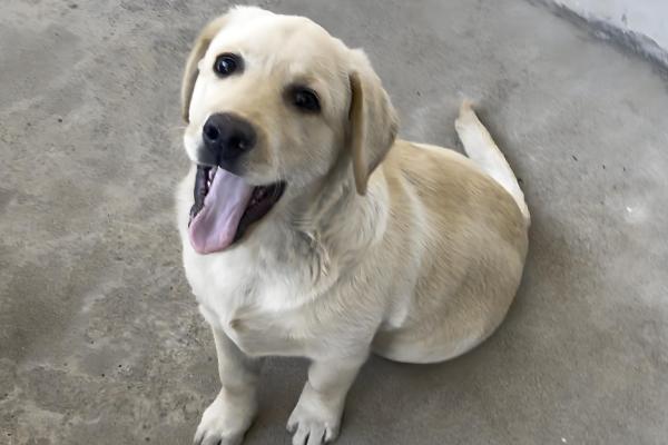 狗狗不吃东西但其他都正常的原因，可能是挑食所致