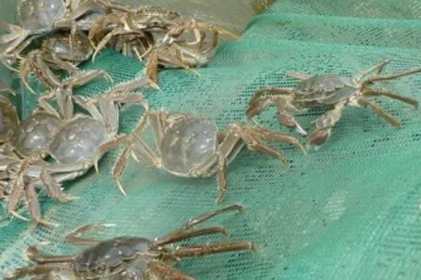 毛蟹吃哪些东西能养活，吃水草、螺丝、鱼虾等