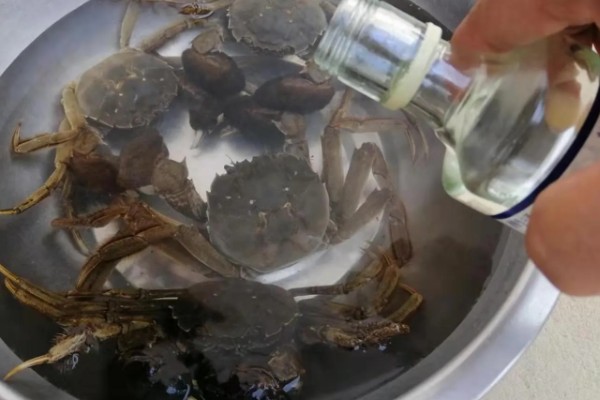 毛蟹吃哪些东西能养活，吃水草、螺丝、鱼虾等