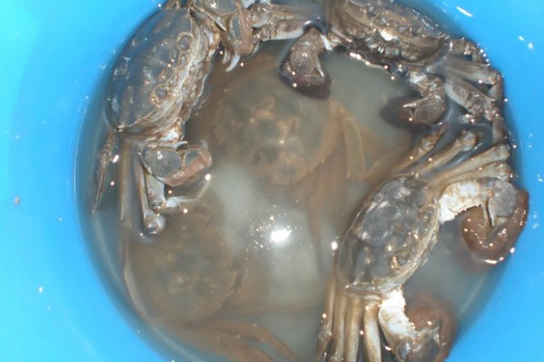 毛蟹吃哪些东西能养活，吃水草、螺丝、鱼虾等