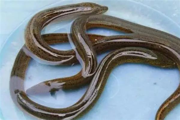 钓黄鳝的绝招,饵料有蚯蚓、蚌肉、螺肉等
