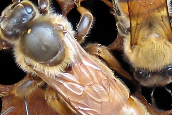 意蜂蜂王出房后过多久会试飞,出房3-6天开始认巢和试飞