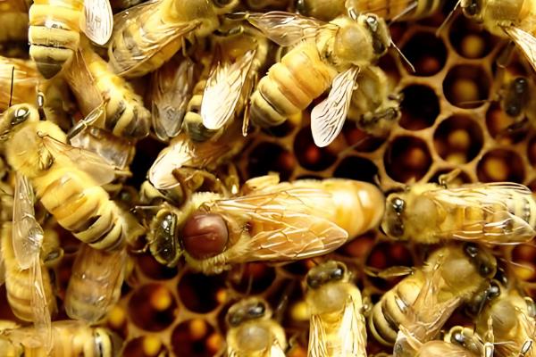 意蜂蜂王出房后过多久会试飞,出房3-6天开始认巢和试飞