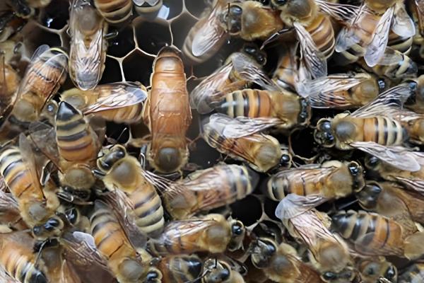 意蜂蜂王出房后过多久会试飞,出房3-6天开始认巢和试飞