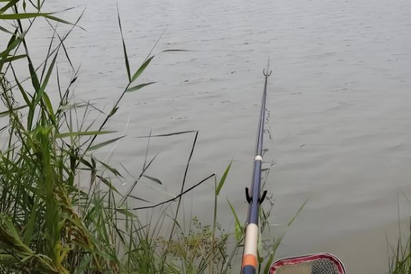 春天怎样钓鲤鱼，建议用5.4米或6.3米的鱼竿