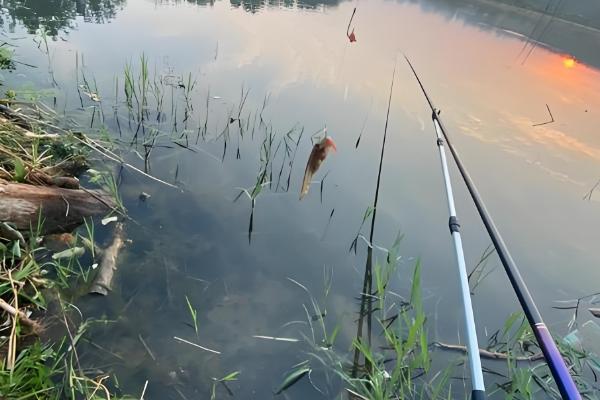 春天怎样钓鲤鱼，建议用5.4米或6.3米的鱼竿