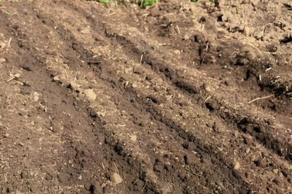 乌塌菜怎么育苗,在种子里面掺入细土粒再播种