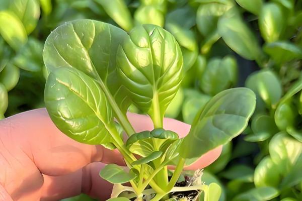 乌塌菜怎么育苗,在种子里面掺入细土粒再播种