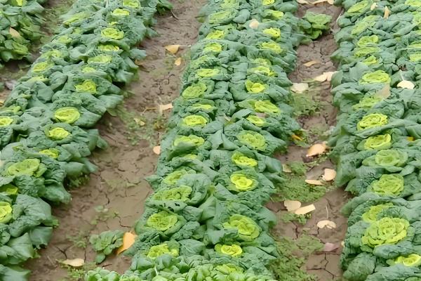 乌塌菜怎么育苗,在种子里面掺入细土粒再播种