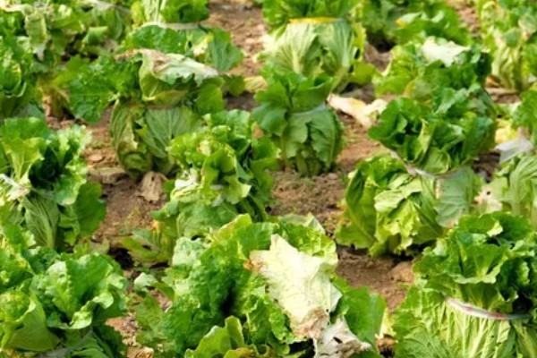 无公害秋白菜如何栽培,施肥以有机肥为主