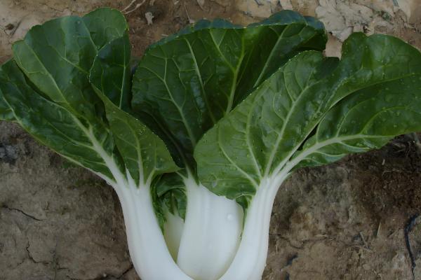 乌塌菜怎么育苗,在种子里面掺入细土粒再播种