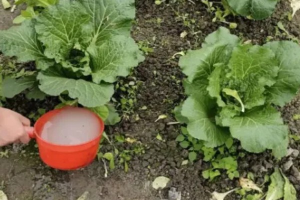 无公害秋白菜如何栽培,施肥以有机肥为主