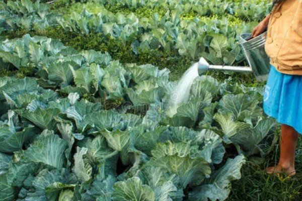无公害秋白菜如何栽培,施肥以有机肥为主