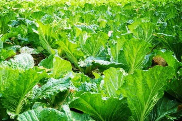 无公害秋白菜如何栽培,施肥以有机肥为主