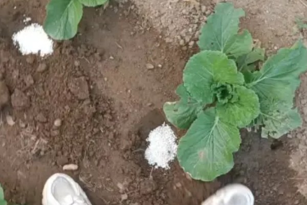 无公害秋白菜如何栽培,施肥以有机肥为主
