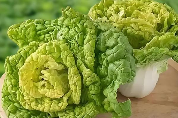 乌塌菜怎么育苗,在种子里面掺入细土粒再播种