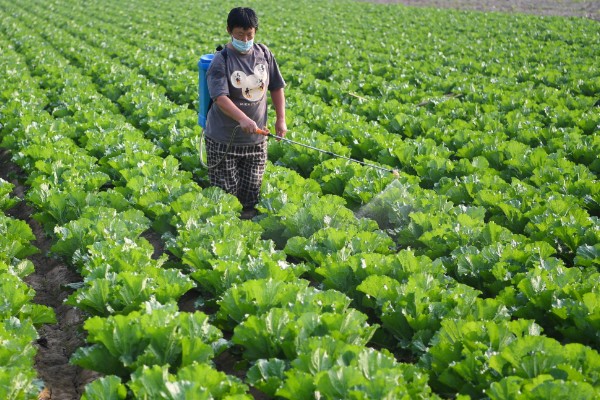 无公害秋白菜如何栽培,施肥以有机肥为主