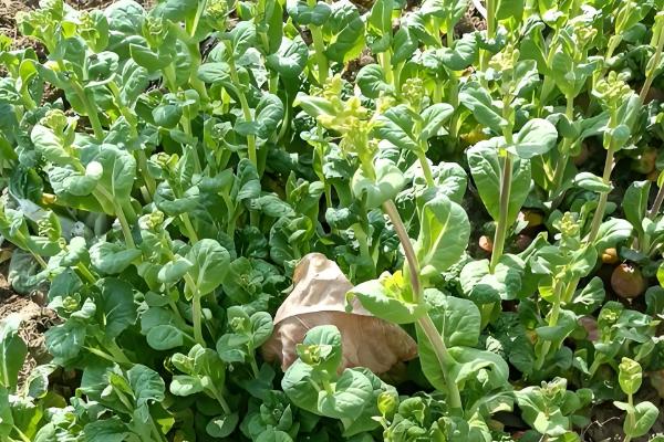 乌塌菜怎么育苗,在种子里面掺入细土粒再播种