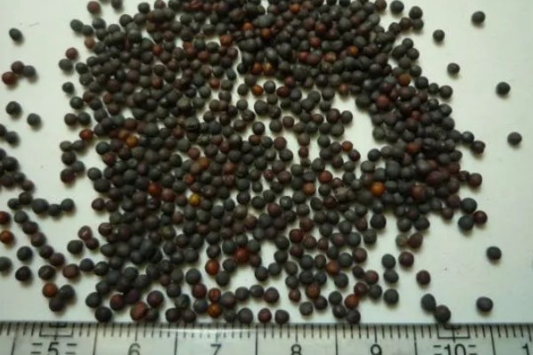 无公害秋白菜如何栽培,施肥以有机肥为主