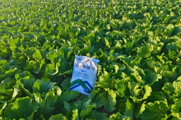 无公害秋白菜如何栽培,施肥以有机肥为主