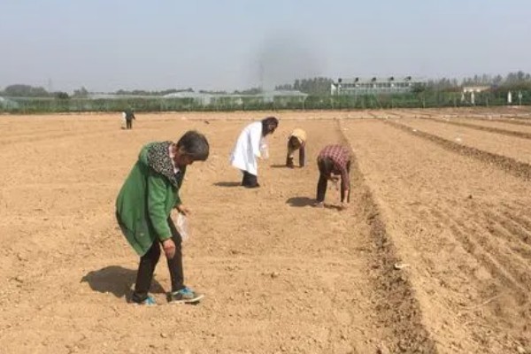 无公害秋白菜如何栽培,施肥以有机肥为主