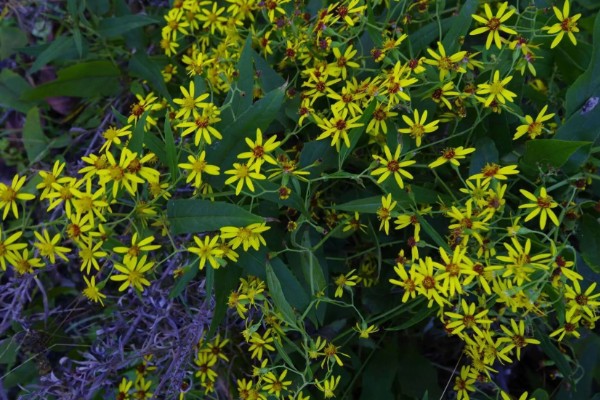 千里光是不是野菊花，千里光不是野菊花