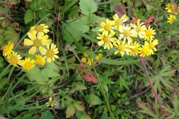 千里光是不是野菊花，千里光不是野菊花