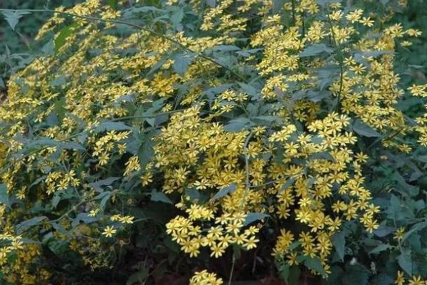 千里光是不是野菊花，千里光不是野菊花