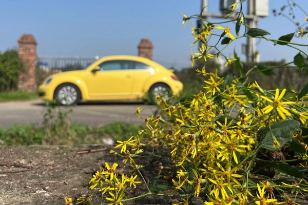 千里光是不是野菊花，千里光不是野菊花