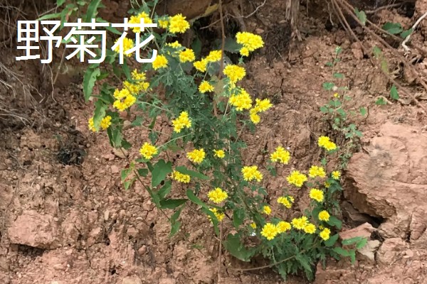 千里光是不是野菊花，千里光不是野菊花