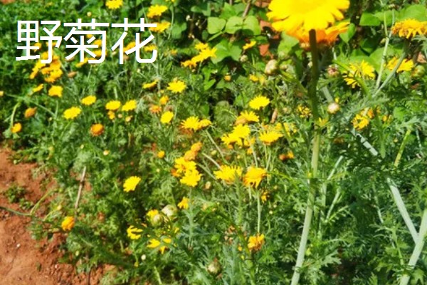 千里光是不是野菊花，千里光不是野菊花