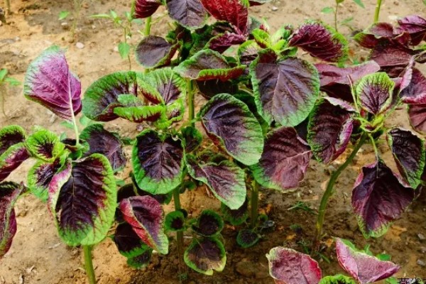 苋菜的种植方法,春夏秋季均可栽种