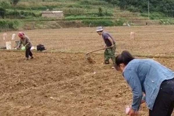 苋菜的种植方法,春夏秋季均可栽种