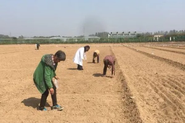 苋菜的种植方法,春夏秋季均可栽种