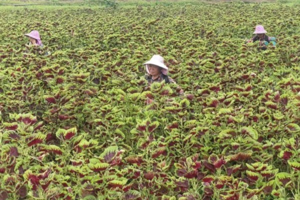 苋菜的种植方法,春夏秋季均可栽种