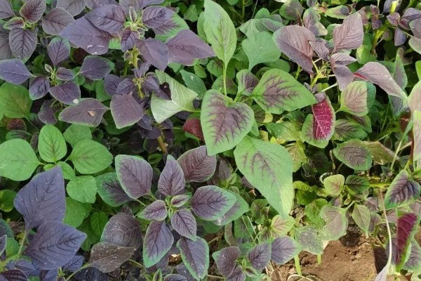 苋菜的种植方法,春夏秋季均可栽种