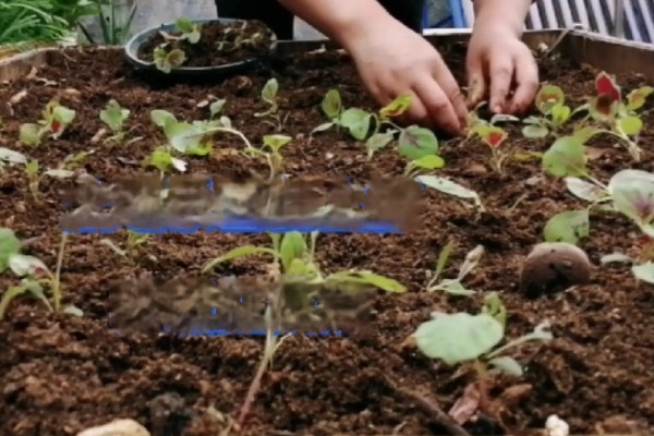 苋菜的种植方法,春夏秋季均可栽种