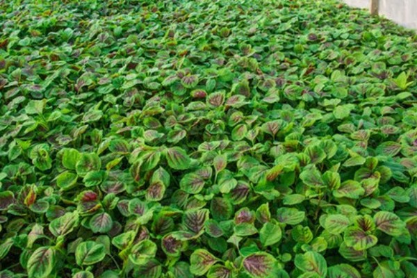 苋菜的种植方法,春夏秋季均可栽种