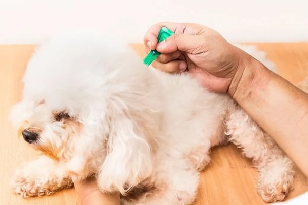 给狗狗驱虫要注意什么，身体虚弱时不能驱虫