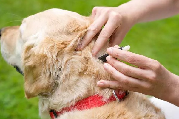 给狗狗驱虫要注意什么，身体虚弱时不能驱虫