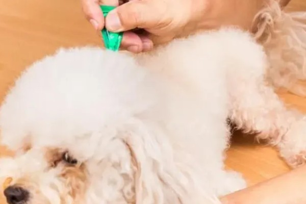 给狗狗驱虫要注意什么，身体虚弱时不能驱虫