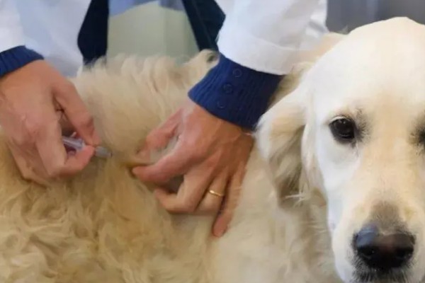 给狗狗驱虫要注意什么，身体虚弱时不能驱虫