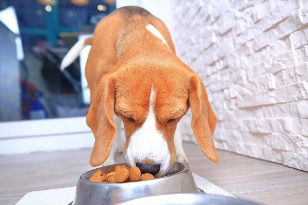 给狗狗驱虫要注意什么，身体虚弱时不能驱虫