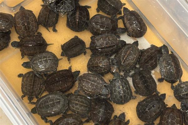 乌龟有什么习性,水陆两栖且食性杂