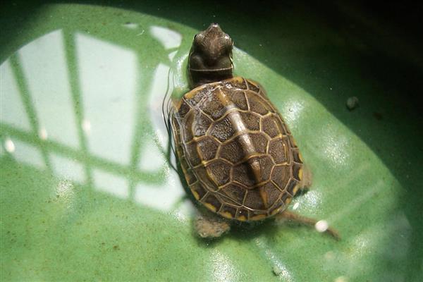 乌龟有什么习性,水陆两栖且食性杂