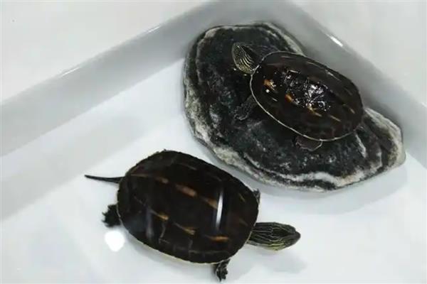 乌龟有什么习性,水陆两栖且食性杂